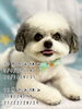 「10月～12月の定休日★可愛くカット★新潟市トリミングサロン♪★HappyTail」