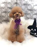 イハナちゃん／プードル「Happy Halloween (^-^)」