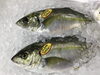 「魚魚市場鮮魚コーナーおすすめは「シマアジ・サンマ」です♪」