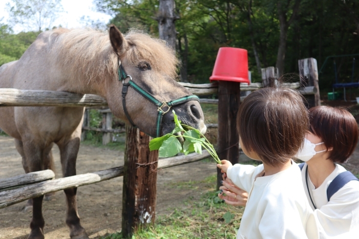 林太郎くんへの餌やり(^_-)-☆「飯豊町の《ひらすび牧場》で、お馬さんと触れ合ってきました✨」