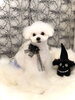 ペチくん／ミックス「Happy Halloween ^o^」