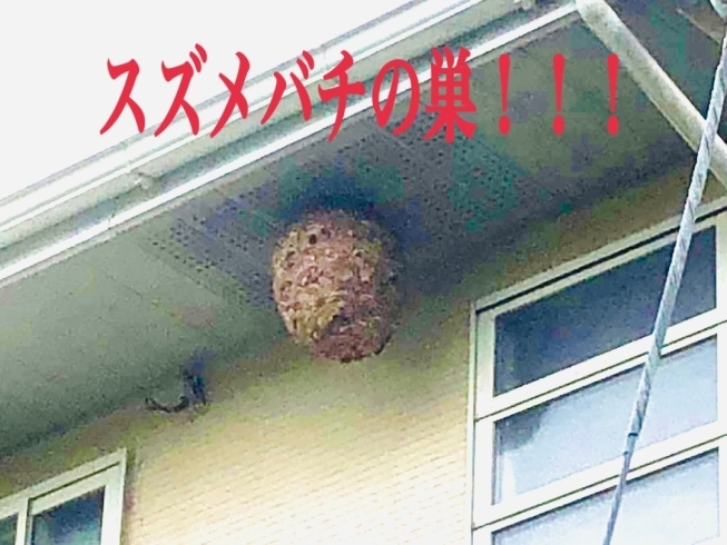 「蜂の巣駆除【松本市の便利屋ベンリー　お困り事はご相談ください】」