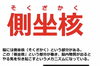 「側坐核ってご存知ですか？」