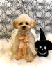 はぴちゃん／プードル「Happy Halloween (*'▽'*)」