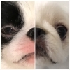 ゆるふわまみの愛犬の夢路＆美雨です。「【教えて( ﾟДﾟ)！まみ先生】おしっこがでない、、、、」