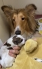 初めましてのあんにん（海ママこれからよろしくね！）「【ウミンチュの子育て日記】仔犬を迎えたら…①」