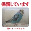 「迷いセキセイインコを保護しています！【新居浜市垣生】」
