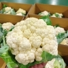 「地場野菜のセリ場に「カリフラワー」が出始めましたよー♪♪」