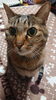 肩コリを知らない猫がうらやましい……「秋の体調不良って秋バテ？－原因は何？」