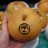 「今年も遂に…。 人気の『秋泉梨(しゅうせんなし)』入荷しました！！」