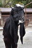 「ミミナガヤギのシロ（♂）が埼玉県大宮公園小動物園へ引っ越しします。」