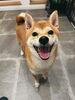 「いつもご来店ありがとうございます」