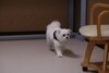 ゆきちちゃん「今日のお友達」