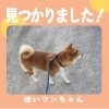 「＜速報＞見つかりました！【船木の池田池近く 迷い犬】」