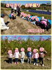 おいもほりに行ってきました☆「おいもほり☆(1、2歳児)【交野市・小規模保育園】」