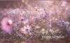 心地好い秋晴れ…秋桜✧*｡「✧*｡心地好い秋晴れ…喜怒哀楽…心のメンテナンス✧*｡【福島市のヨガスタジオ/パーソナルレッスン・オンラインレッスンあり】」