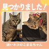 「＜速報＞見つかりました！【西条市神拝（西条小学校付近）迷い猫】」
