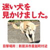 「迷い犬のように見えるワンちゃんがいた、という目撃情報をいただきました。（新居浜市星越町付近）」
