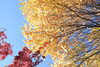 紅葉「坂本塗装　紅葉狩り？」