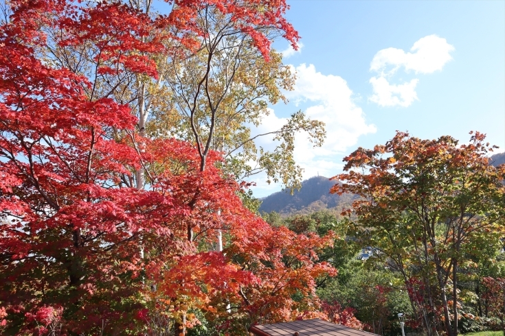 写真１、旭山記念公園の紅葉「紅葉狩り。旭山記念公園に行ってきました！」
