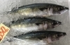 「魚魚市場鮮魚コーナーおすすめは「サバ・鯛」です♪」