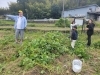 枝豆狩り(^-^)/「明日、火曜日、直売所の日、枝豆並びます《西京区　大原野　上田とうふファーム》」