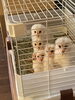 「メンフクロウヒナ販売中！」