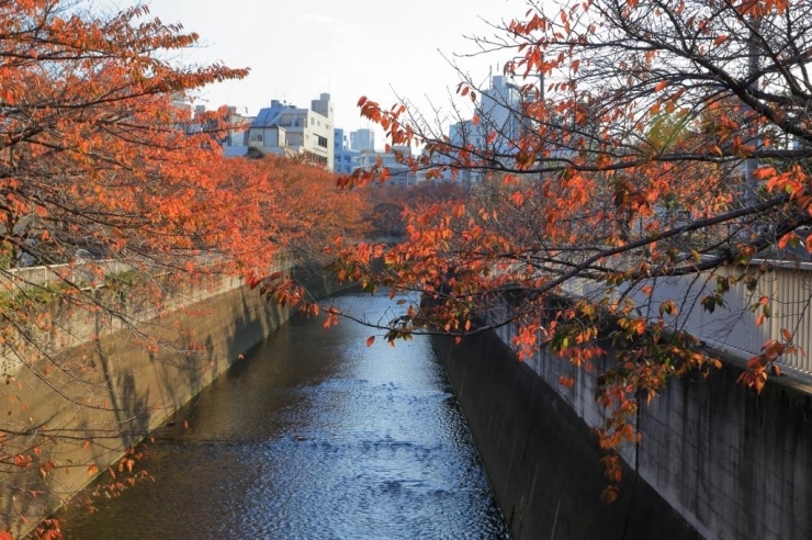 秋の黄葉　前の写真と同じ久保前橋から上流の眺め。