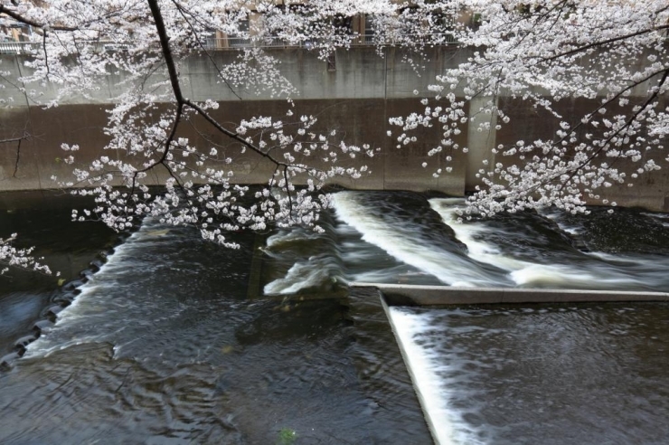 高戸橋付近　横から見た川床の段差　アユの遡上のための魚道も設置される。