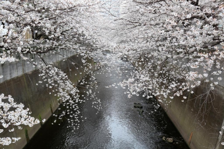 曙橋から　川面に延びるサクラ、桜