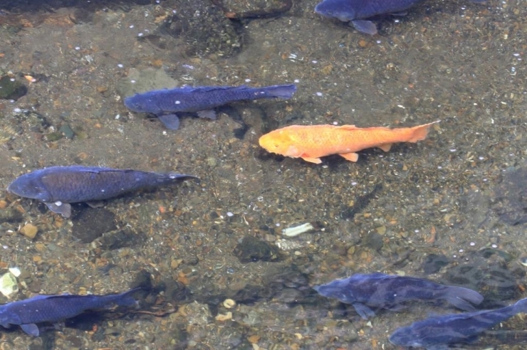 神田川は自然豊かな川で、驚くほど多数の大きな鯉も生息。