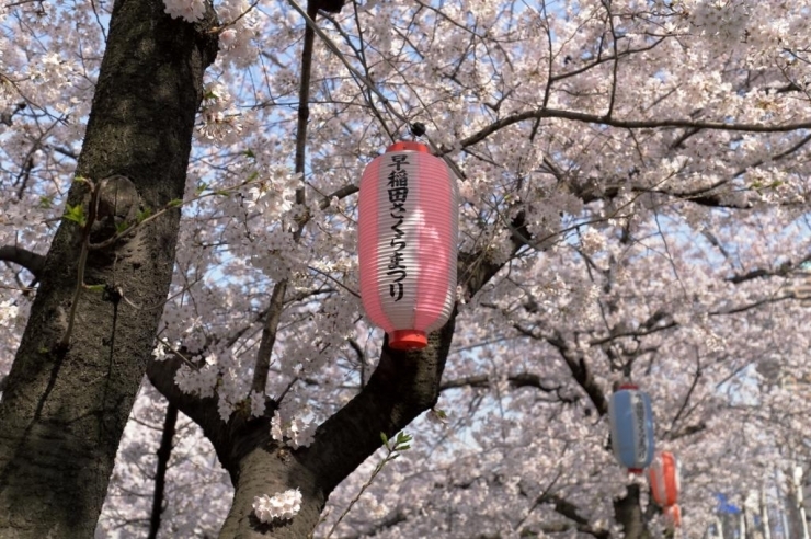 春には早稲田さくらまつりが開催され、たくさんの人で賑わう。