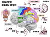 運動野と感覚野（高草木薫講義資料から）「【脳卒中/脳性小児麻痺】感覚入力【リハビリ】」