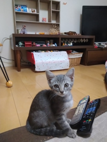 子猫のまめちゃん「新しい家族(=^・^=)」