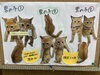 「子猫里親さん募集のお知らせ」