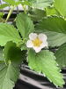 当園いちごの花「滋賀県湖南市三雲　イチゴ農園こひろファーム　いちごの花が咲き始めました」