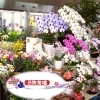 三次花壇 十日市店