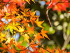 「いよいよ紅葉シーズン！池田温泉から車で行ける紅葉スポット」