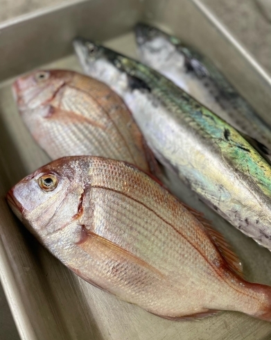 糸島産の真鯛と鰆「本日の魚介たち」