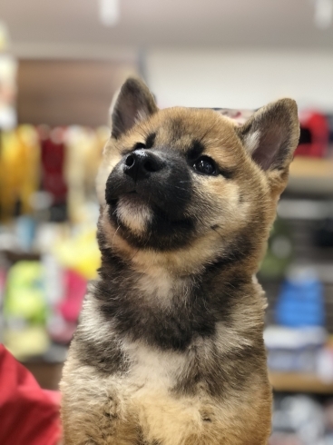 柴犬　子犬「柴犬子犬店頭デビュー(^｡^)」