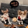 看板犬もハロウィン❤️「ハロウィンイベント開催中❣️」
