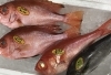 「魚魚市場鮮魚コーナーおすすめは「キンメダイ」です♪」