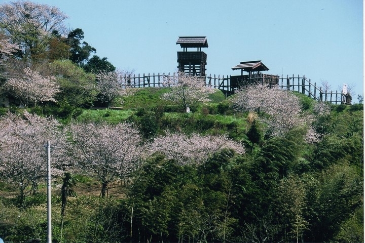 古城公園（東条城跡）の桜