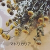 「【カフェコーナー】ドライフラワー」