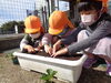 いちごの苗のふかふかベッドをつくろう！「いちごの苗♡育て始めました♪」