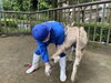 色んな道具を使います「ショウ君の削蹄」