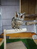 オオコノハズクのガンちゃん「オオコノハズクのガンちゃん」