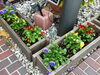 冬の代表的なお花「ビオラ」です「お花を植え替えました。」