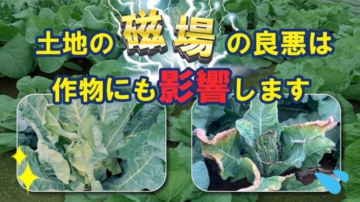 「野菜の生育が変わる？畑の良し悪しは磁場が大きく関与します！　タネのハシモト」