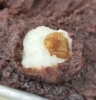 みそ真ん中に仕込みます「くるみ味噌おはぎ、おすすめです」